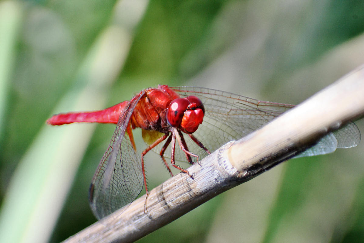 Crocothemis erythraea